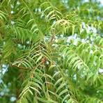 Neem